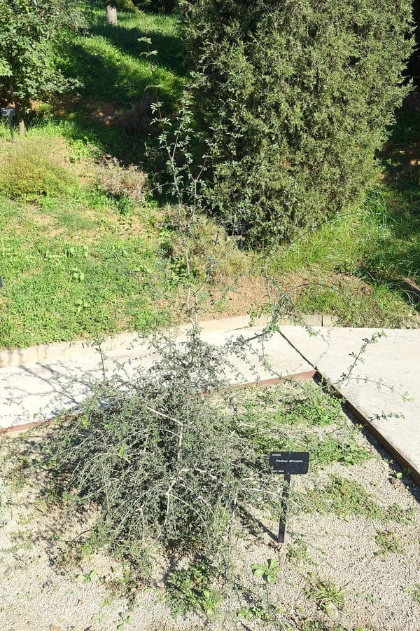 Arbre Fraxinus dimorpha montrant les feuilles pinnées caractéristiques