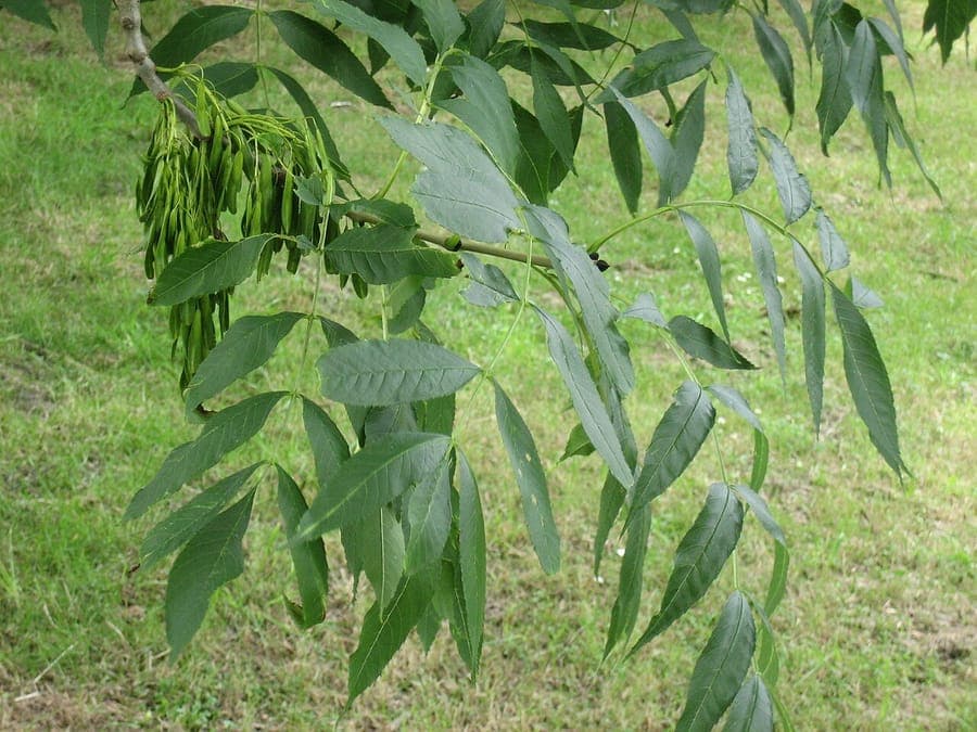 A mature European ash tree in full spring bloom, showing brown flowers and a wide, open crown in a woodland clearing.