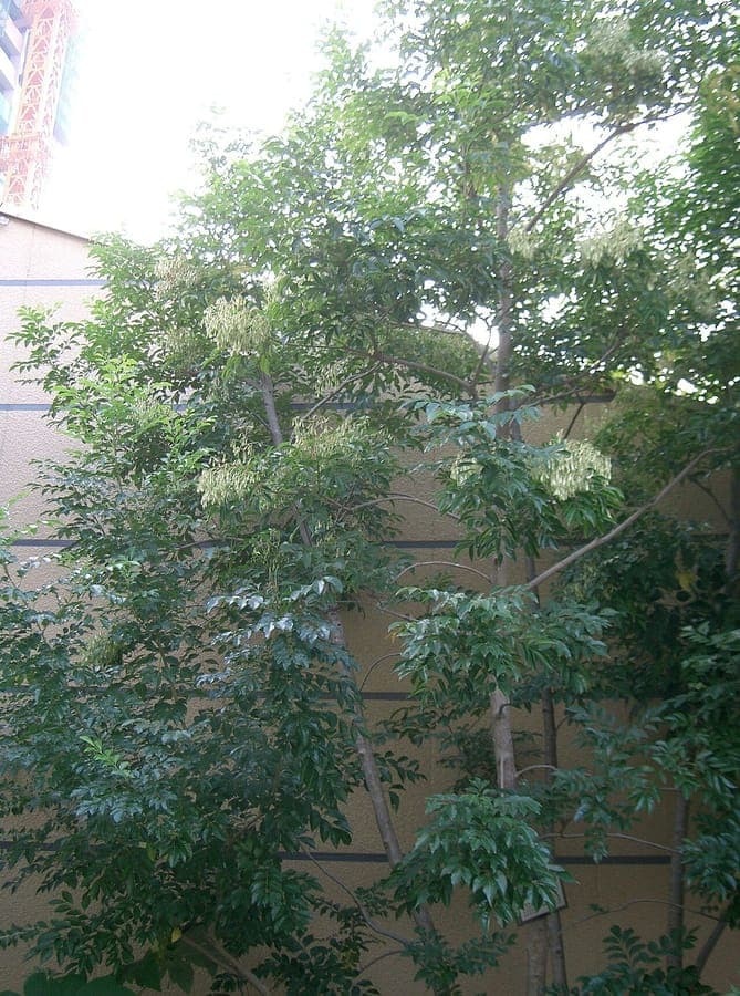 Fraxinus griffithii met gevinde bladeren