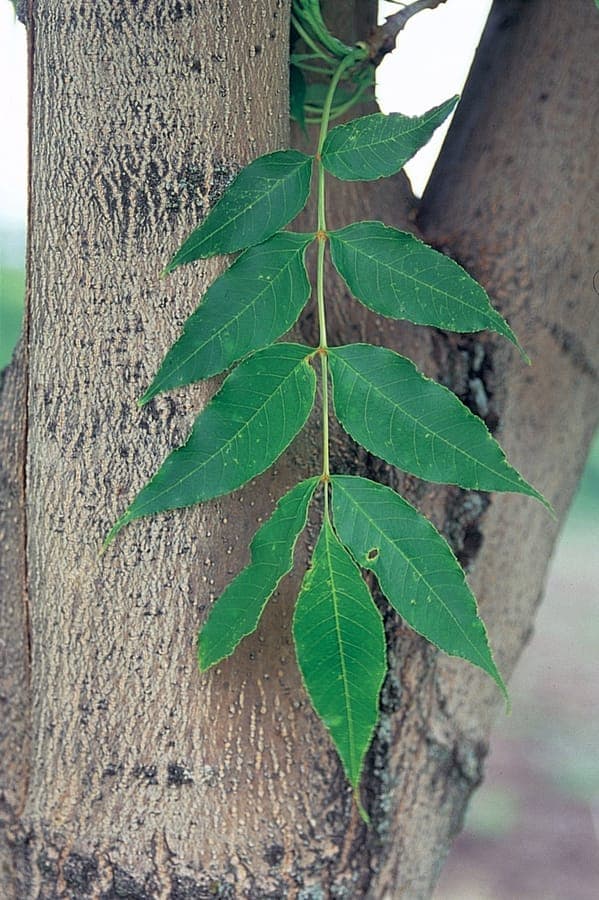 Foliage of the Manchurian ash, Fraxinus mandshurica