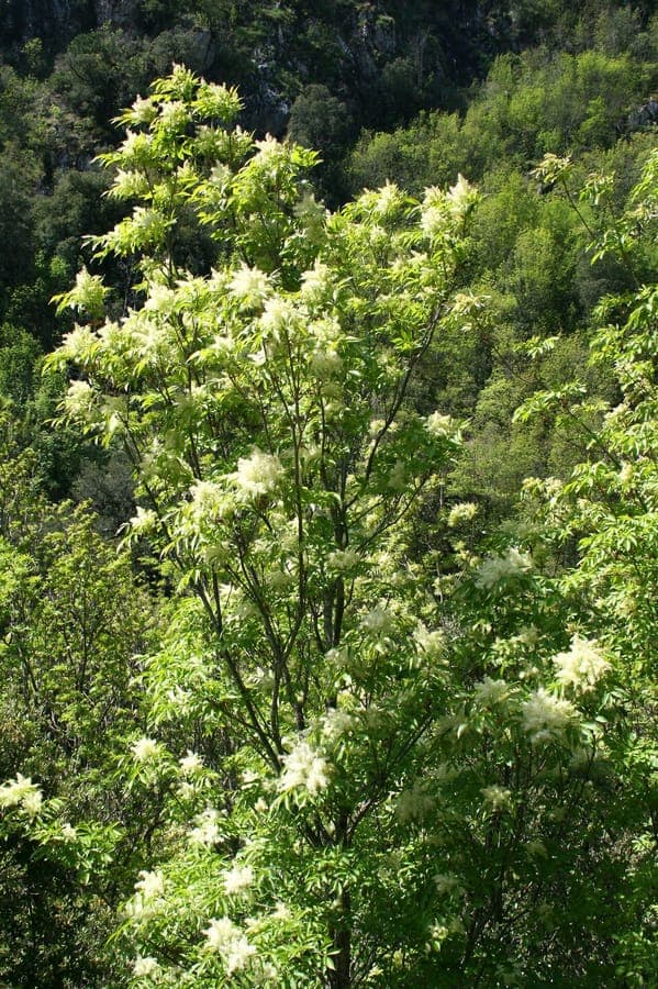 Manna-Esche in voller Blüte mit weißen Blütenständen im Mai
