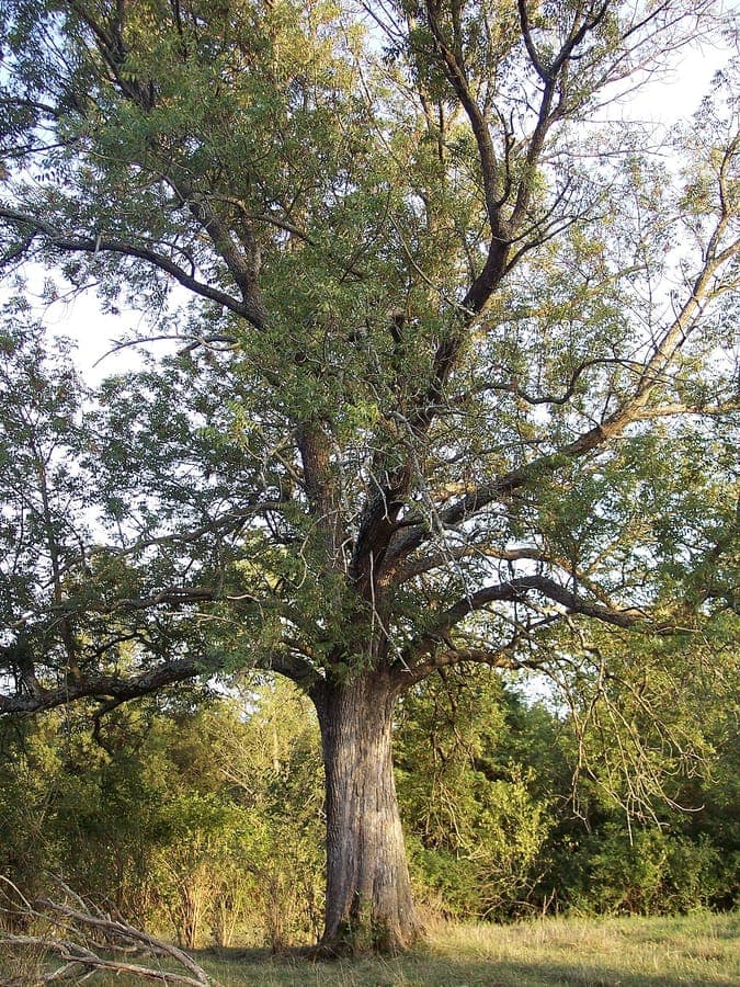 Fraxinus quadrangulata leaves and form