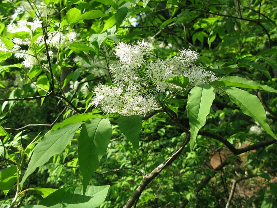 Fraxinus sieboldiana foliage
