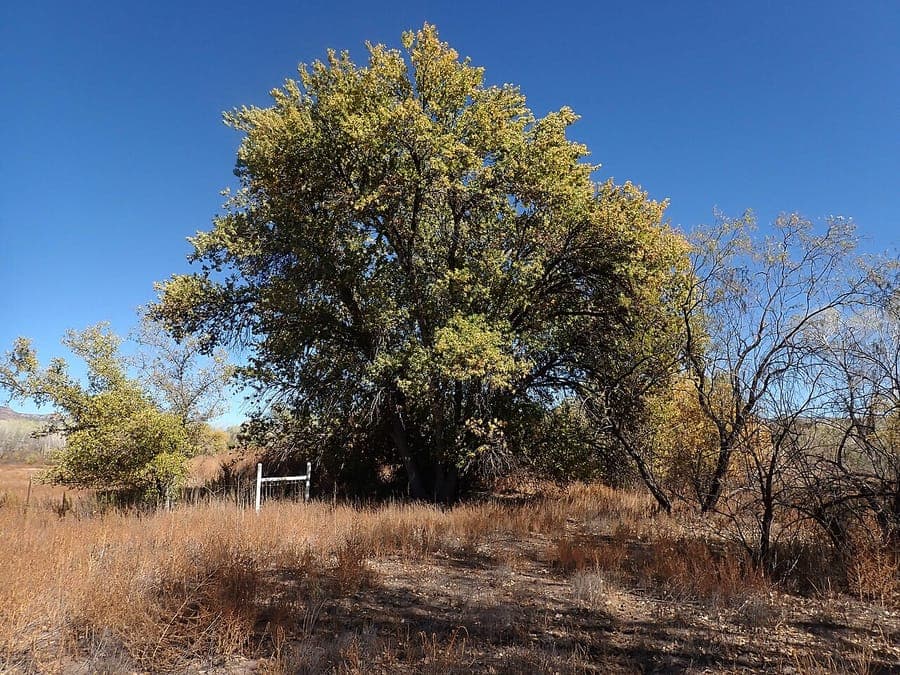 Arizona ash tree with delicate leaves