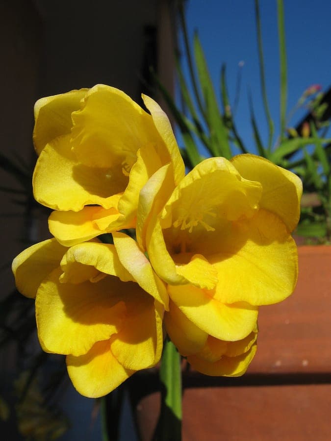Freesia refracta flowers with yellow and white tones and fragrant blossoms