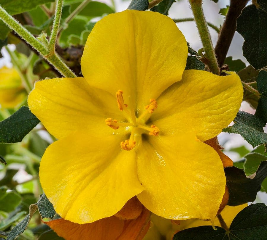 Fremontodendron californicum met grote gele bloemen tegen een blauwe hemel