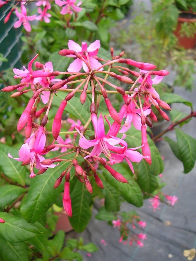 Fuchsia arborescens displaying characteristic elegant red tubular flowers in hanging clusters