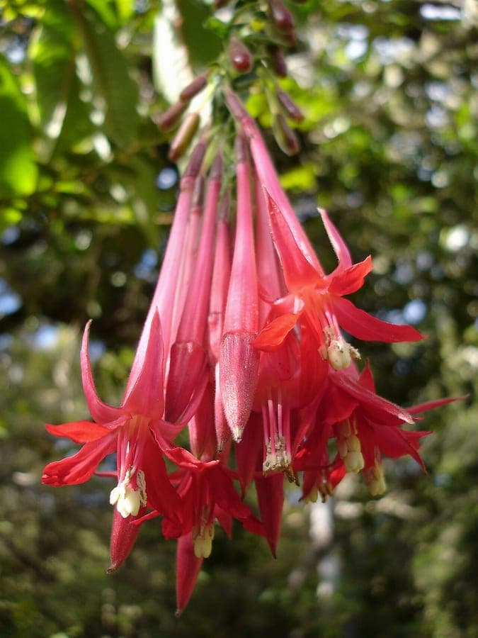 Red hanging flowers of fuchsia boliviana