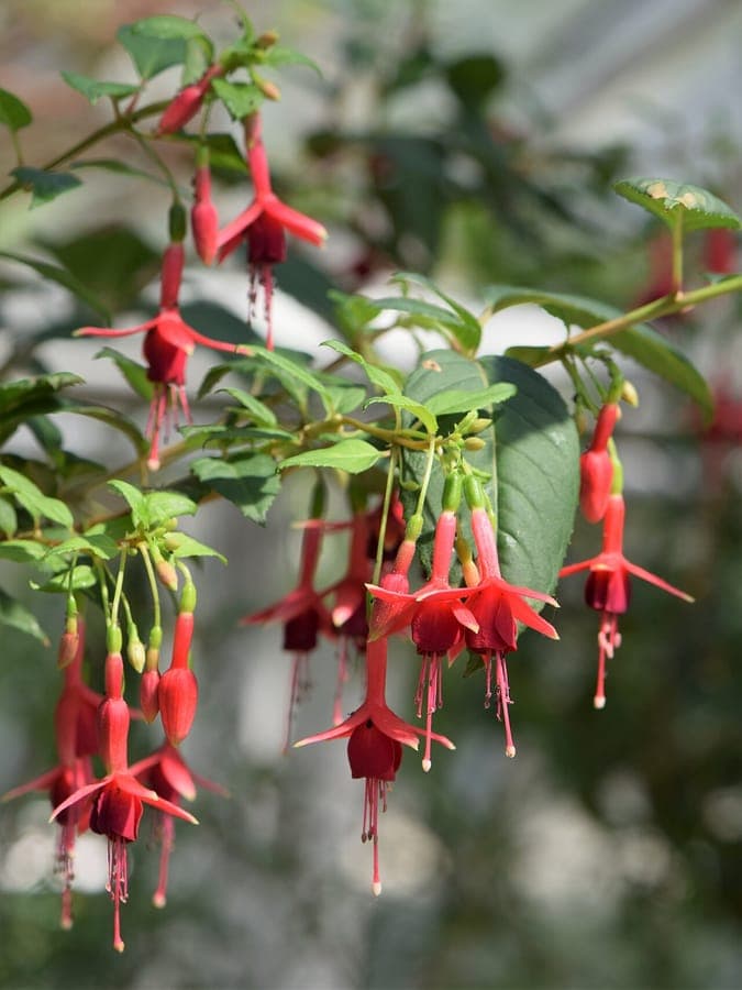 Scarlet fuchsia displaying characteristic pendant flowers