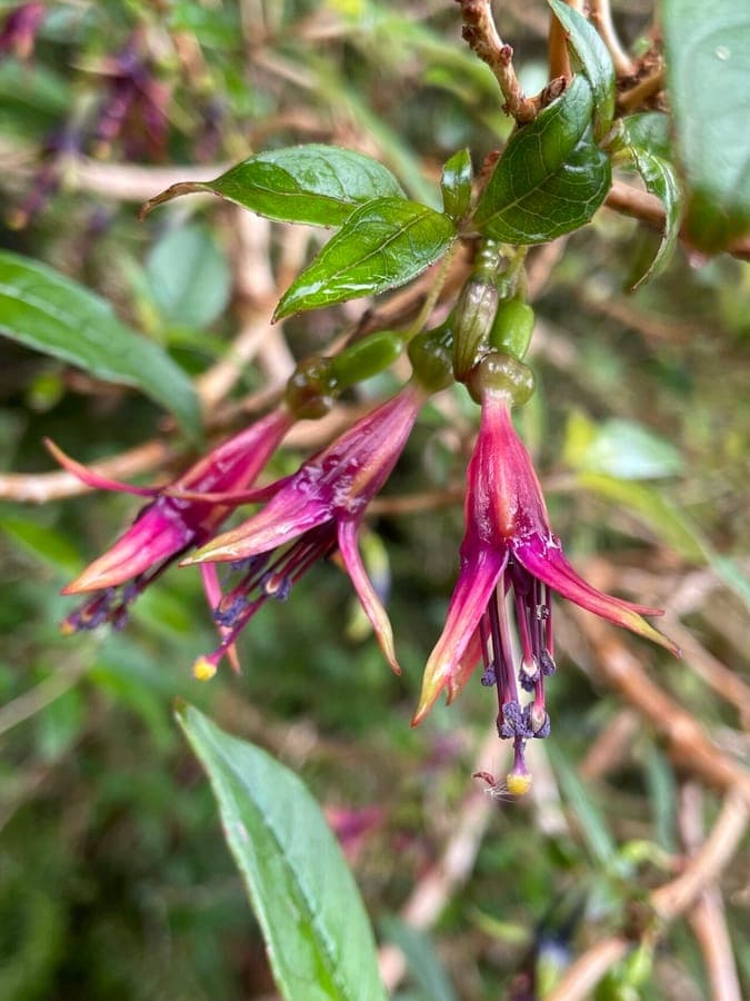 Red hanging flowers of Fuchsia excorticata
