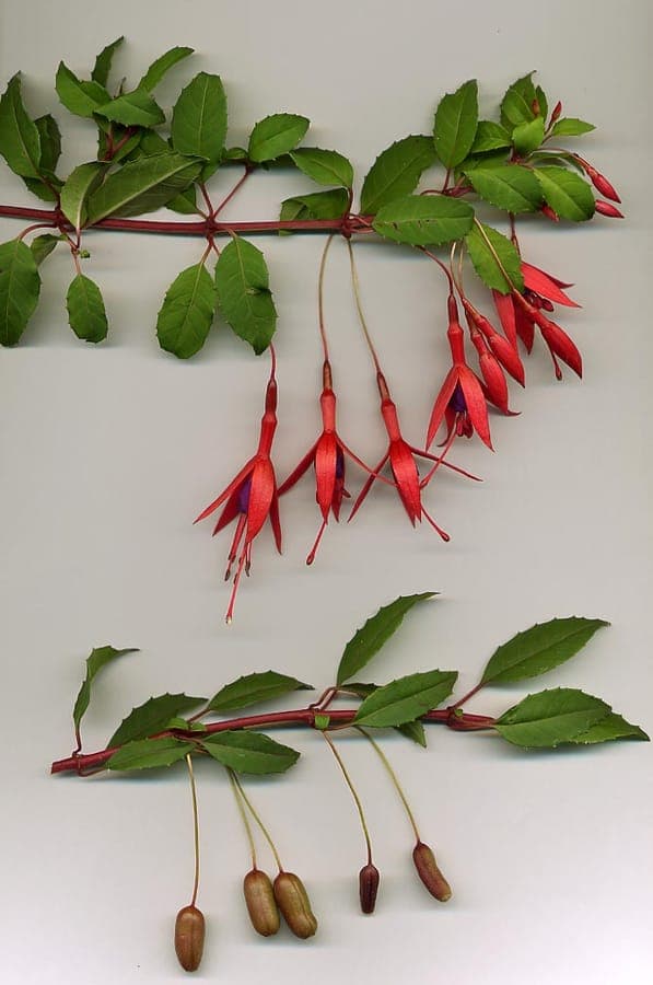 Rode en paarse hangende bloemen van Fuchsia magellanica