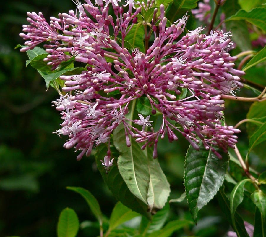 Abundant purple flowers of Fuchsia paniculata in panicles