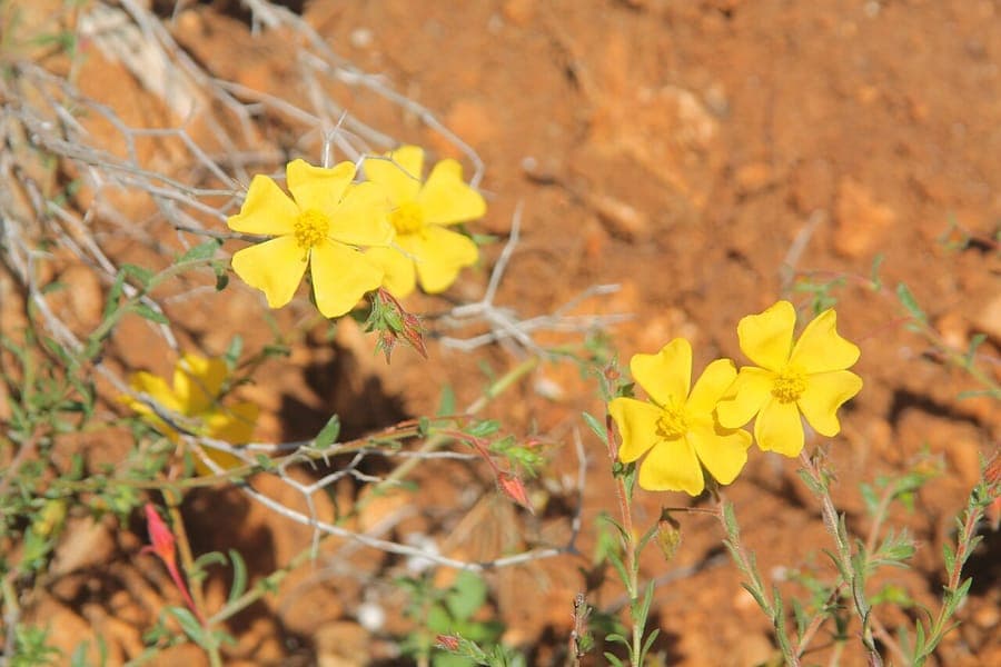 Fumana arabica arabisches Nadelröschen mit gelben Blüten in mediterraner Umgebung