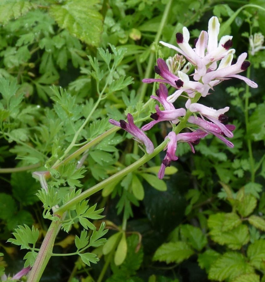 Fumaria agraria bloem detail