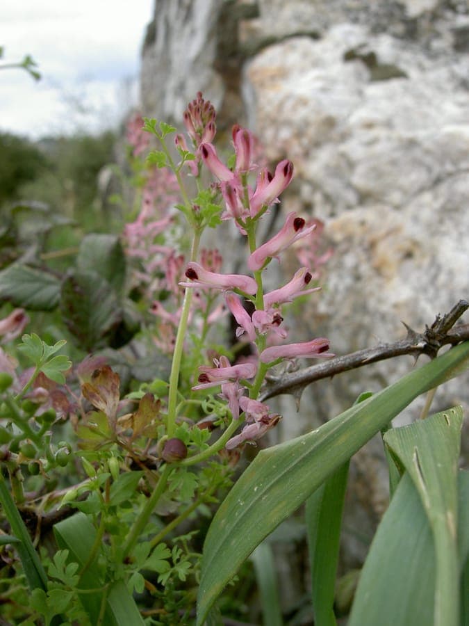 Fumaria bastardii met fijne gevederde bladeren en roze bloemen