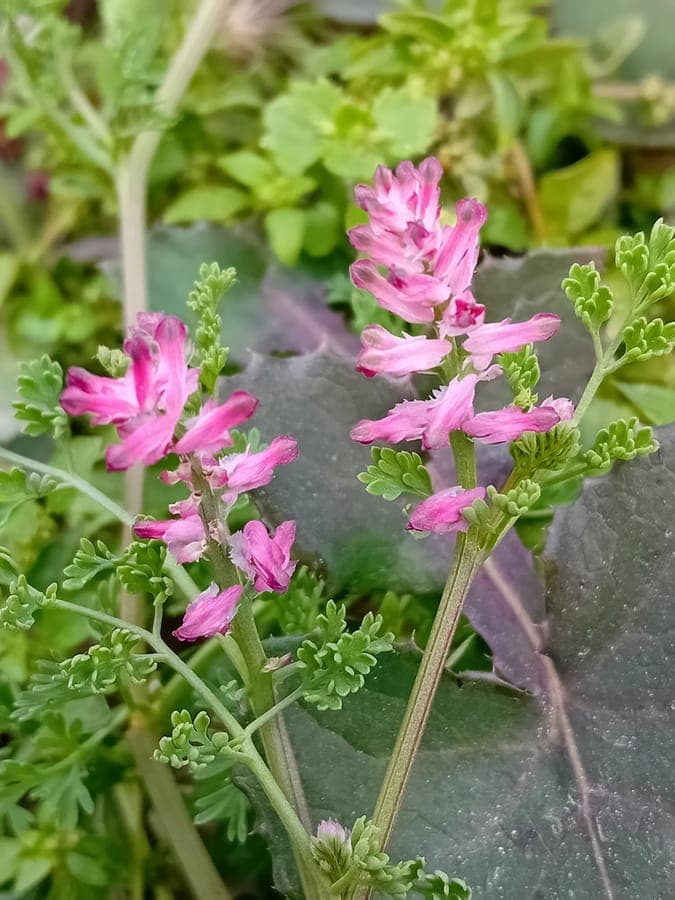 Fumeterre à fleurs serrées en fleurs sur un talus sec avec un feuillage gris-vert