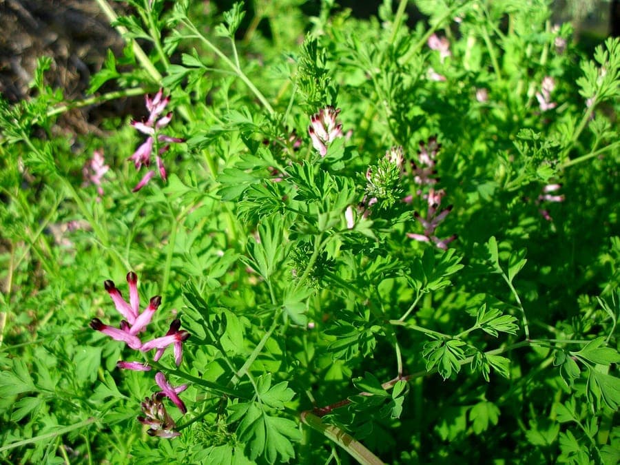Mauer-Erdrauch in voller Blüte an einer Steinmauer, mit zarten rosa-weißen Blüten und feinem graugrünen Laub
