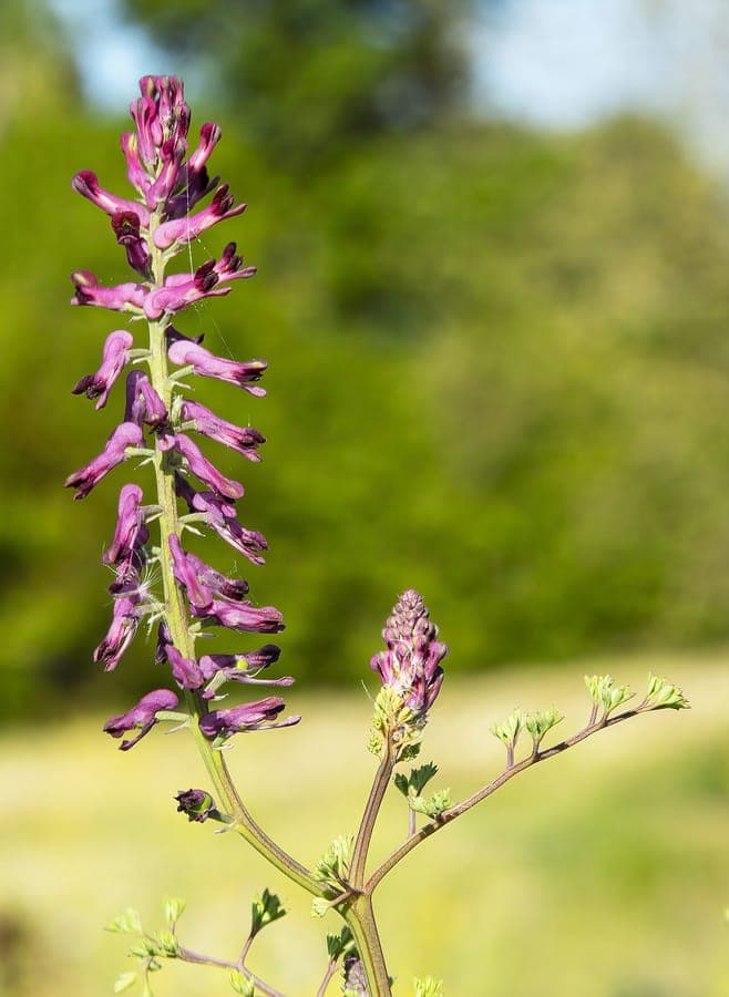 Delicate purple tubular flowers of common fumitory nestled among feathery green foliage