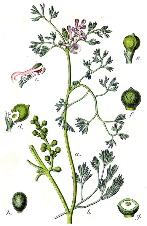 Feinblättriger Erdrauch in voller Blüte