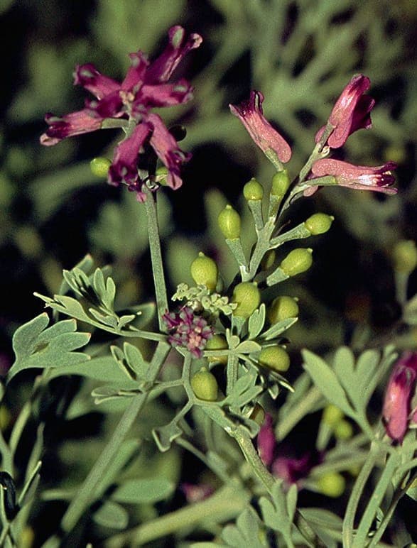 Fumaria schleicheri flowers