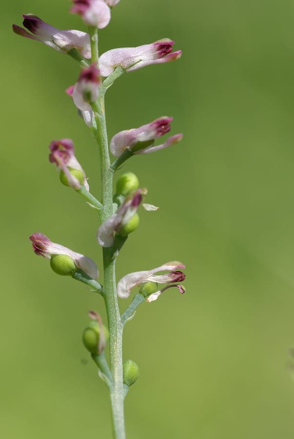 Wenigblütiger Erdrauch mit weißen Blüten