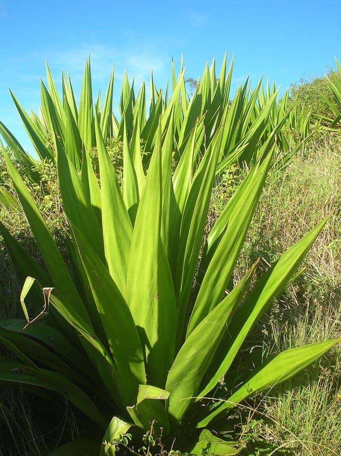 Grosse gruenaloe Pflanze mit langen ausgebreiteten Blaettern
