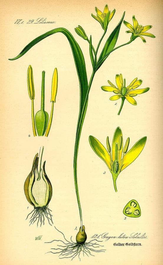 Gelber Gelbstern im lichten Laubwald mit leuchtend gelben Sternblüten