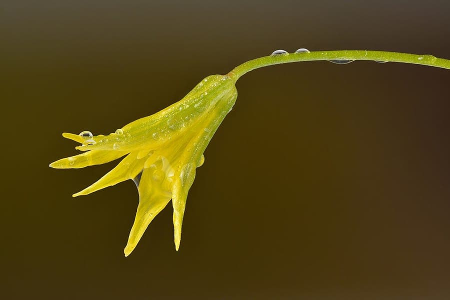 Spitse geelster met gele sterretjesbloemen in voorjaarszon