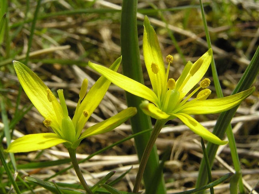 Meadow gagea blooming in a grassy meadow with dappled sunlight