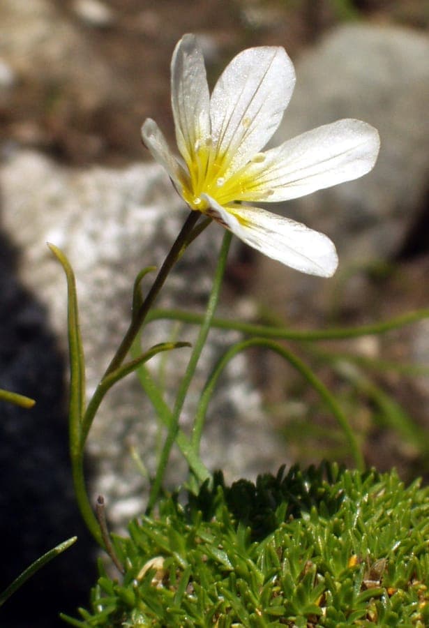 Gagea serotina gele bloemen