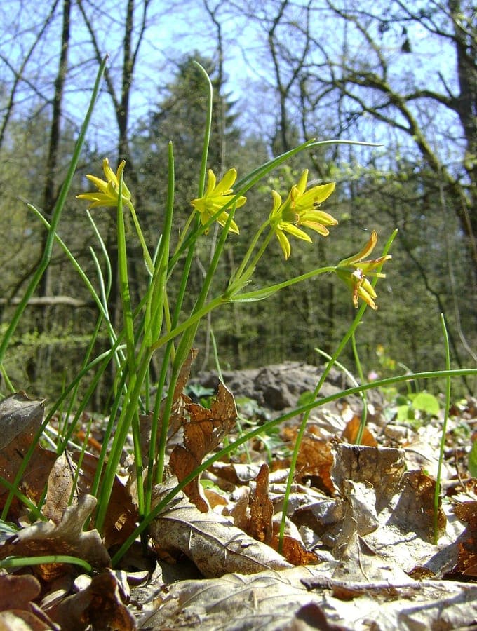 Gelbe Sternblüten von Gagea spathacea im Frühjahr