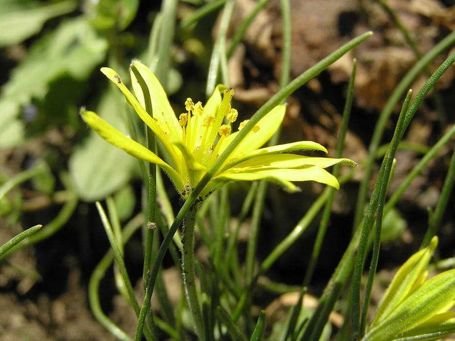 Akkergeelster met gele bloemen tussen groene bladeren in voorjaar