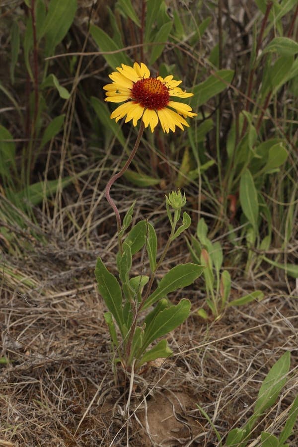Gaillardia aristata bloemen