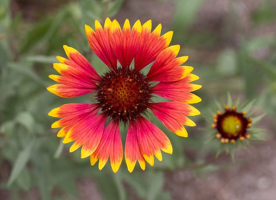 Gaillardia pulchella with red and yellow flowers