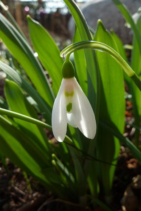 Giant snowdrop flowers in snow