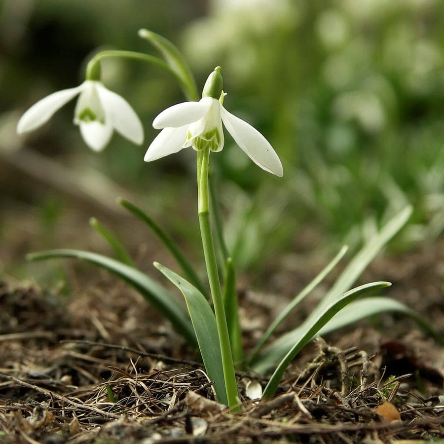 White common snowdrop flowers hanging in snow