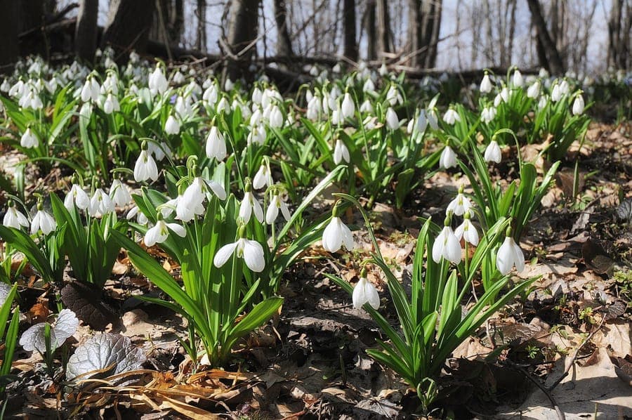 Pleated snowdrop with distinctive folded leaves