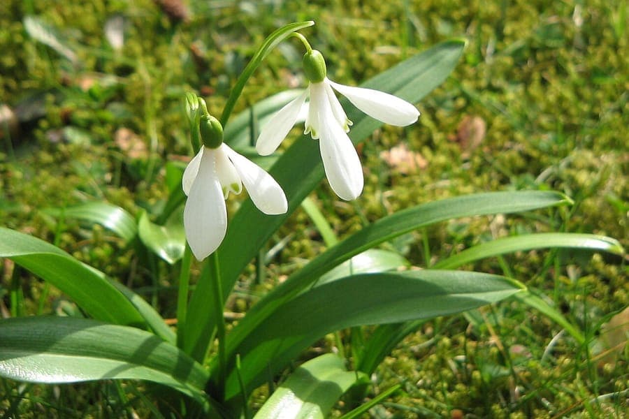 Perce-neige vert (Galanthus woronowii) en fleur sous des arbres feuillus, avec des feuilles brillantes et des pointes de fleurs verdâtres