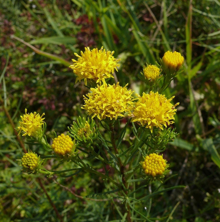 Leuchtend gelbe Asterblüten von Galatella linosyris im Herbst