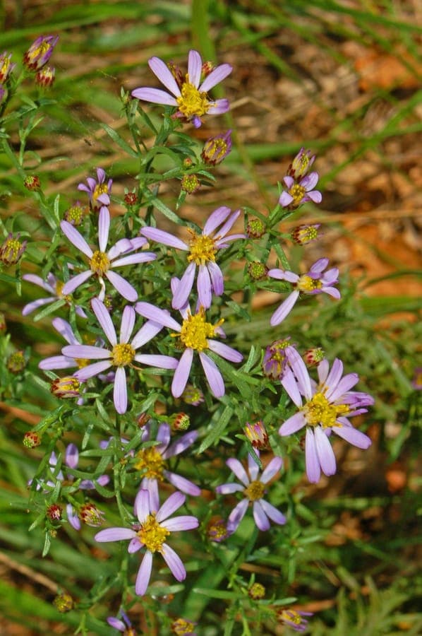 Galatella sedifolia zeigt feine nadelartige Blatter und purpurne Herbstbluten