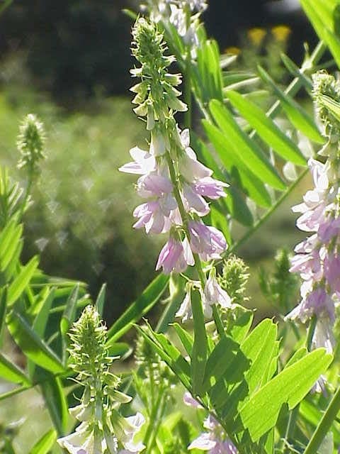 Galéga (Galega officinalis) aux fleurs violettes et blanches