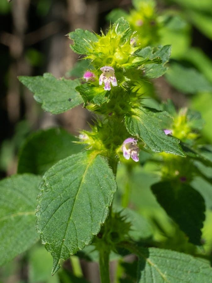 Gespleten hennepnetel bloeiend in een zonnig grasveld met lichtgroene bladeren en paars-witte bloemen