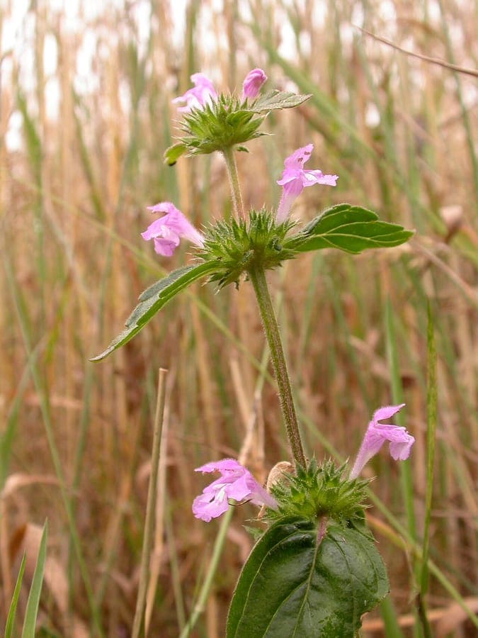 Acker-Hohlzahn in voller Blüte am Feldrain mit violetten Blüten entlang des Stängels