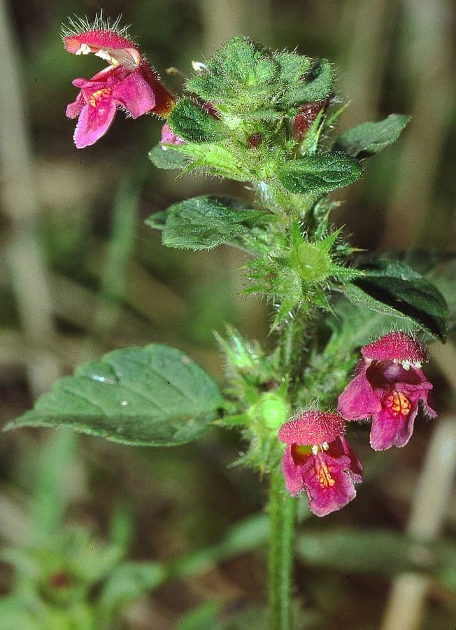 Flaum-Hohlzahn im Wiesenbereich mit weichen, behaarten Stängeln und lila-weißen Blüten