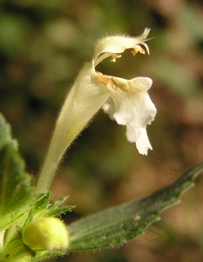 Bleekgele hennepnetel met lichtgele bloemen en behaarde stengels in een licht beschaduwde vochtige border