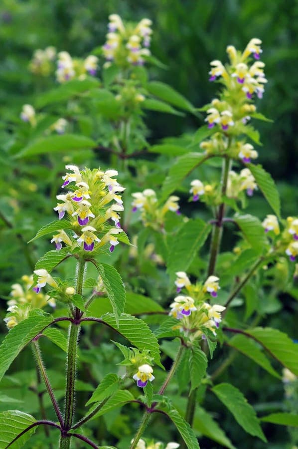 Galeopsis speciosa in voller Blüte auf einer sonnigen Lichtung neben Gräsern und anderen Wildkräutern