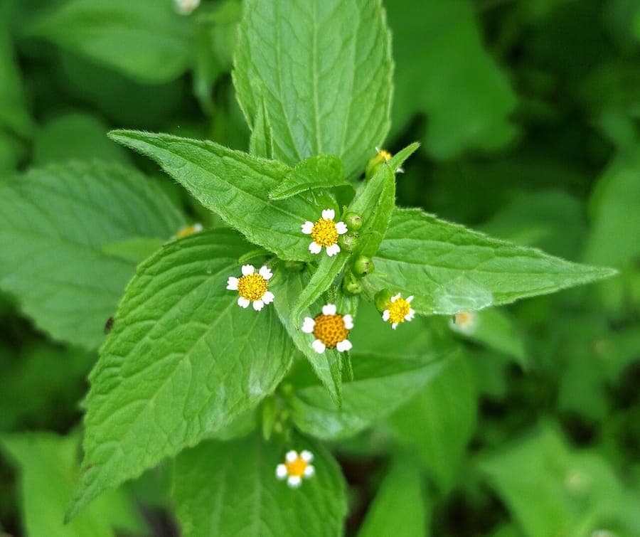 Franzosenkraut in voller Blüte in einem Gartenbeet mit kleinen weiß-gelben Blüten und feinen grünen Blättern.