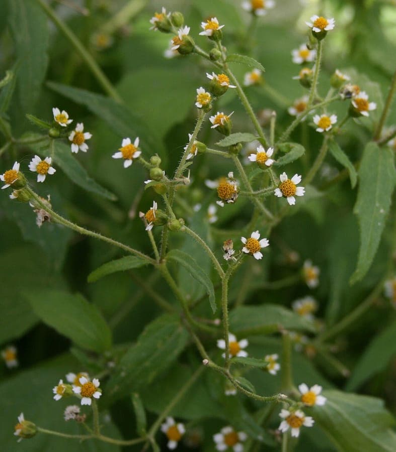 Hairy galinsoga with small white and yellow flowers in a garden bed