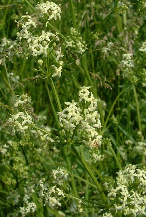 Galium album white flowers and delicate foliage