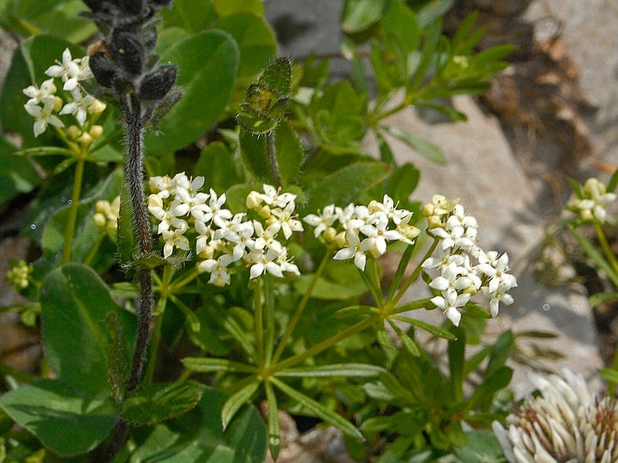 Galium anisophyllon with white flowers and slender leaves